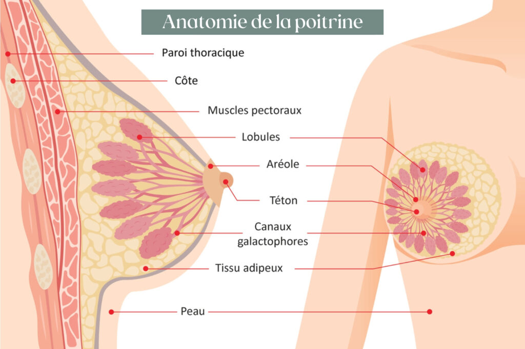 schéma anatomie de la poitrine